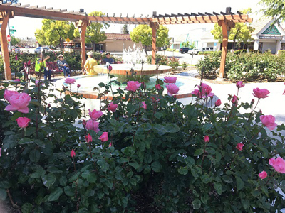 Roses in bloom at Hansen Park Rose Garden